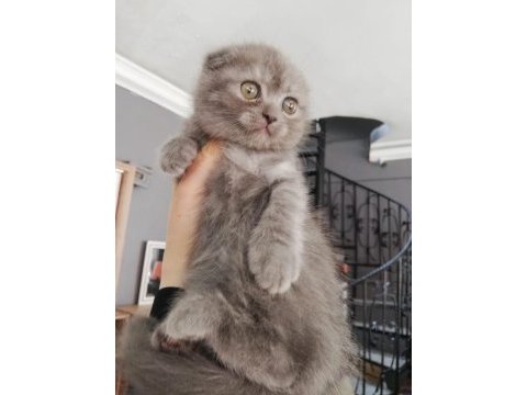 Ücretli sahiplendirme scottish fold
