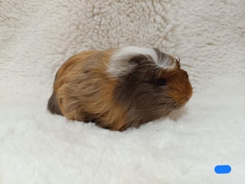 Guineapig bebekler