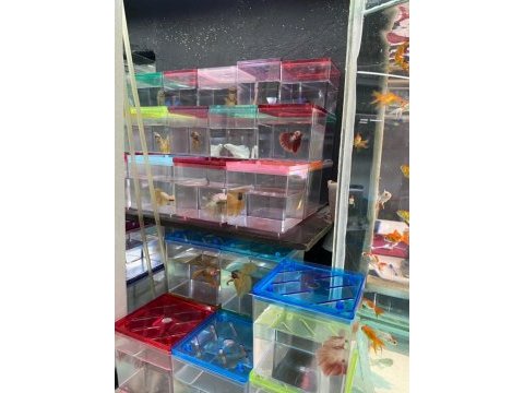 (beta balığı) şok kampanya antalya içi adrese teslim