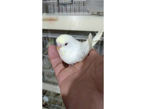 Sahiplendirme muhabbet kuşlarımız