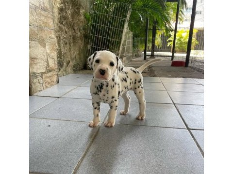 Irk garantili dalmaçyalı yavruları