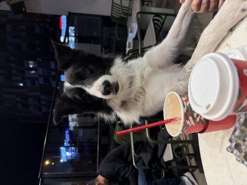 Sks si mevcut %100 şecereli şampiyon bc karbon köpeğimiz