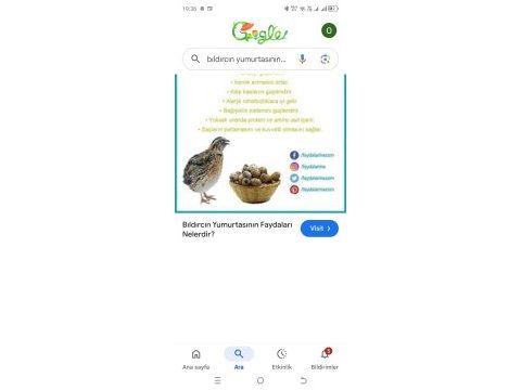 Bıldırcın yumurtası günlük taze