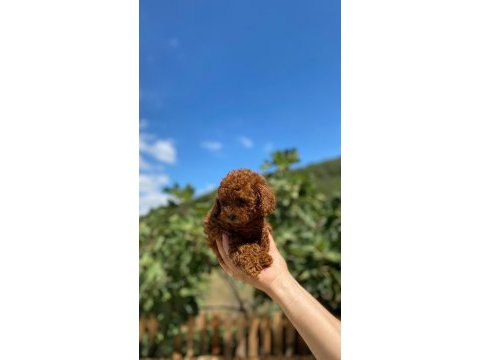Toy poodle yavrularımız