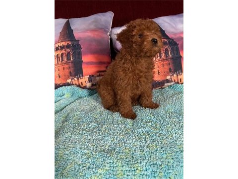 Irk ve sağlık garantili poodle bebekleri