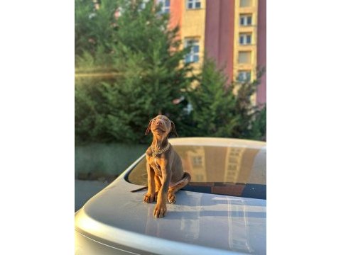 50 günlük kızıl erkek doberman scrli