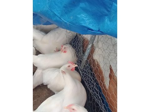 Yumurta tavuğu