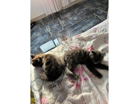 10 haftalık 2 adet dişi maine coon yavru