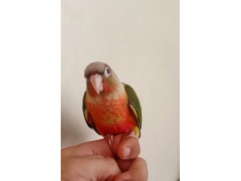 Yeni yeme düşmüş konur bebek