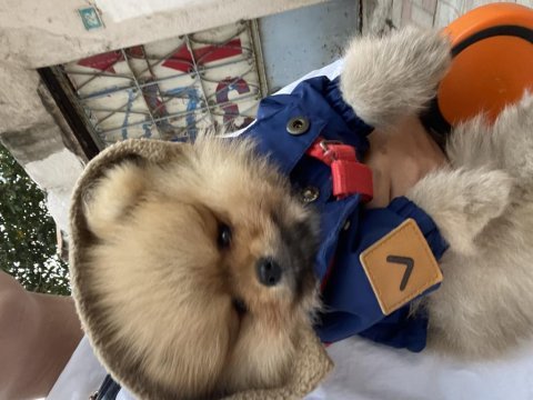 Pomeranian boo