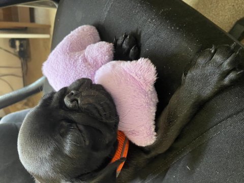 Eşyalarıyla verilecek pug köpeğimiz
