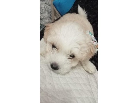 Dünya tatlısı maltese terrier
