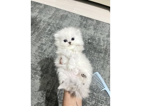 Show kalite british longhair bebeklerimiz