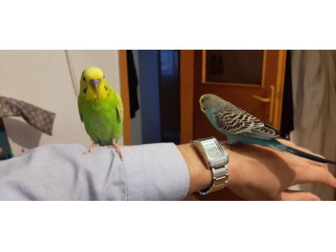 2 yarı evcil muhabbet kuşu