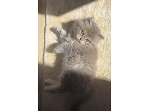 2 aylık silver iran chinchilla prenses ve prens
