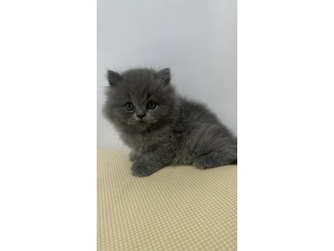 Top kafa british longhair