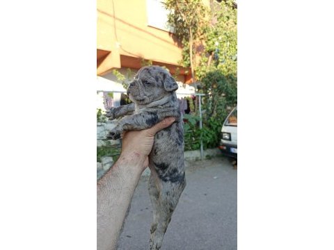 Anne altından muhteşem ırk güzeli french bulldog yavrular
