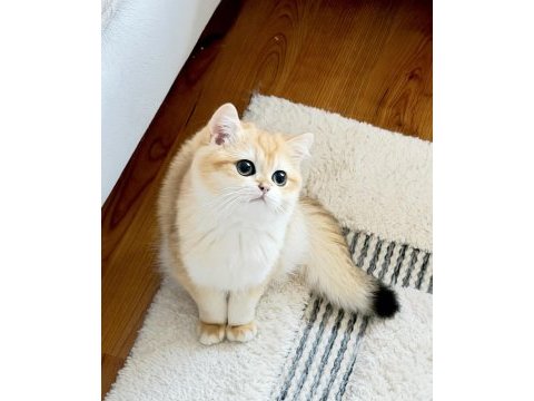 Şecereli british shorthair golden ny12 erkek yavru