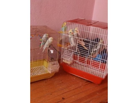 Muhabbet ve sultan papağanı kuşları