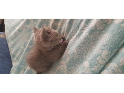 Safkan british shorthair
