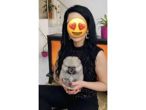 Üst kalite orange teacup pomeranian boo erkek bebeğim