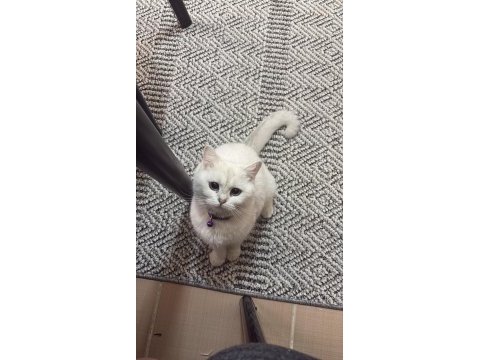Ücretsiz sahiplendirme kediler
