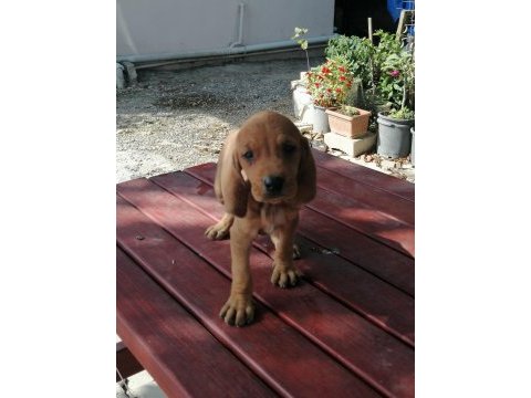 İtalyan tazısı segugio av köpeği