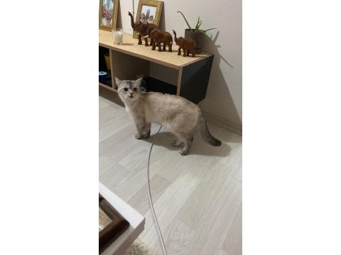 Kedimiz prenses mila
