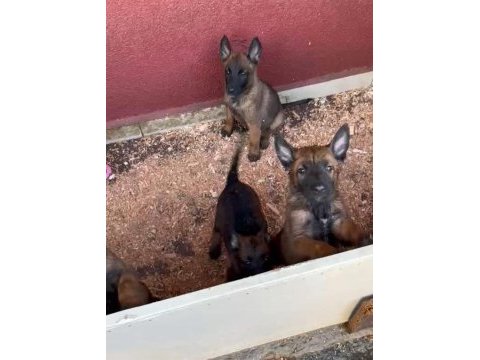 Belçika malinois yavrularımız