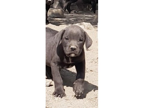 Safkan blue siyah erkek cane corso