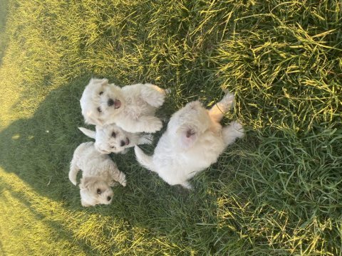 19.06.2023 tarihli terrier yavrular