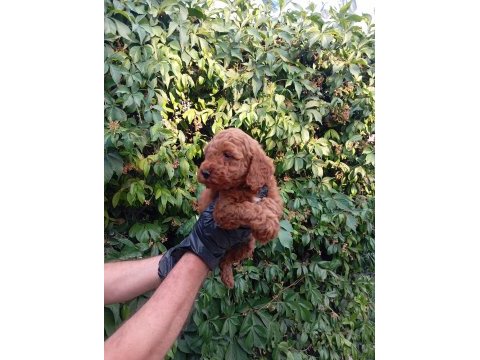 Irk ve sağlık garantili red brown poodle bebeklerimiz