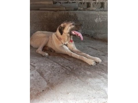 Sahibinden orijinal beş aylık erkek kangal köpeği