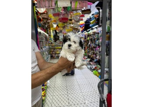 Orijinal maltese terrier yavruları