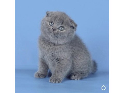 Kulaksız gri scottish fold shorthair