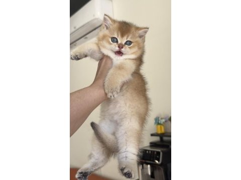 Golden british shorthair kadıköy
