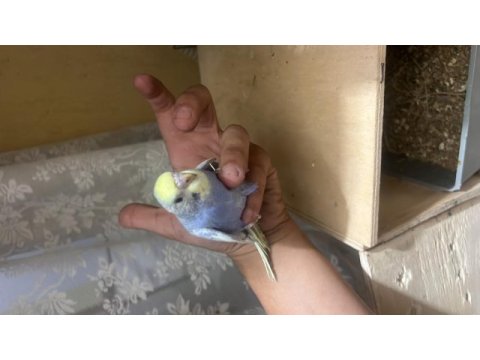 45 günlük ele alıştırmalık kuşlar