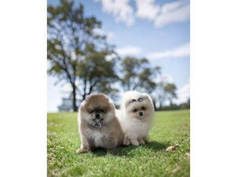 Turuncu renk ayı surat pomeranian boo 2 aylık erkek yavrum