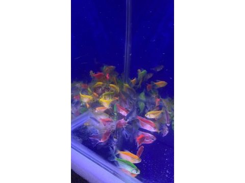 Tetra genetik