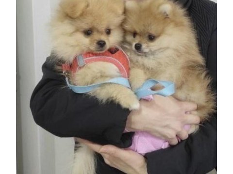 Pomeranian boo köpekler adana mersin