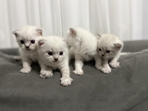 British shorthair blue point yavruları