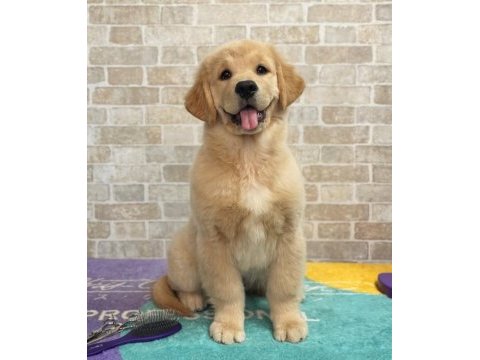 Evinizin neşesi golden bebişler her yere kapıda öde