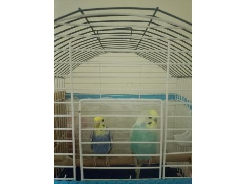 Rainbow erkek dişi 2 adet muhabbet kuşlar