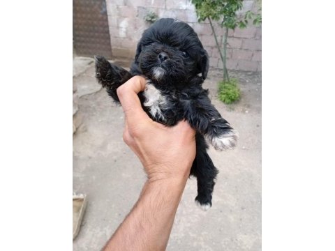 Nadir siyah maltipoo show