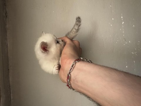 Tatlış british shorthair bebekler