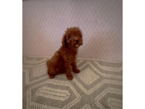 Kore toy poodle yavrularımız