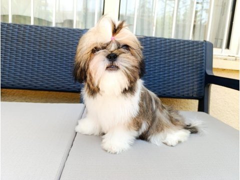 Eşsiz shih tzu yavrularımız yeni yuvalarını arıyor