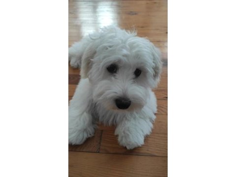 Maltese terrier 6 aylık