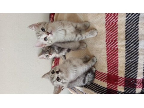 British shorthair yavrularımız yeni ailelerini bekliyor