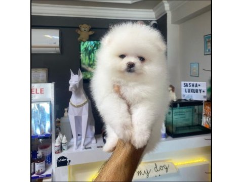 Kartopu pomeranian dişi yavrumuz